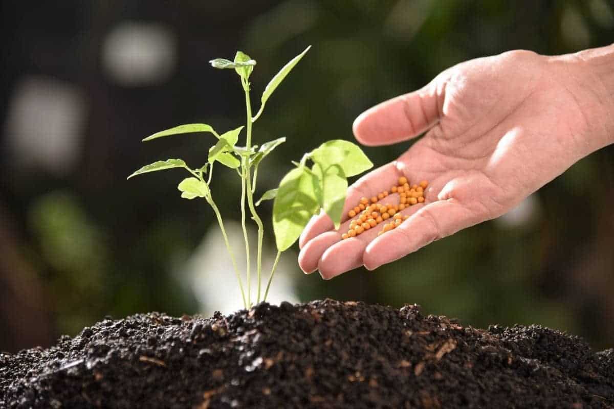 Plants and Inorganic Nutrients